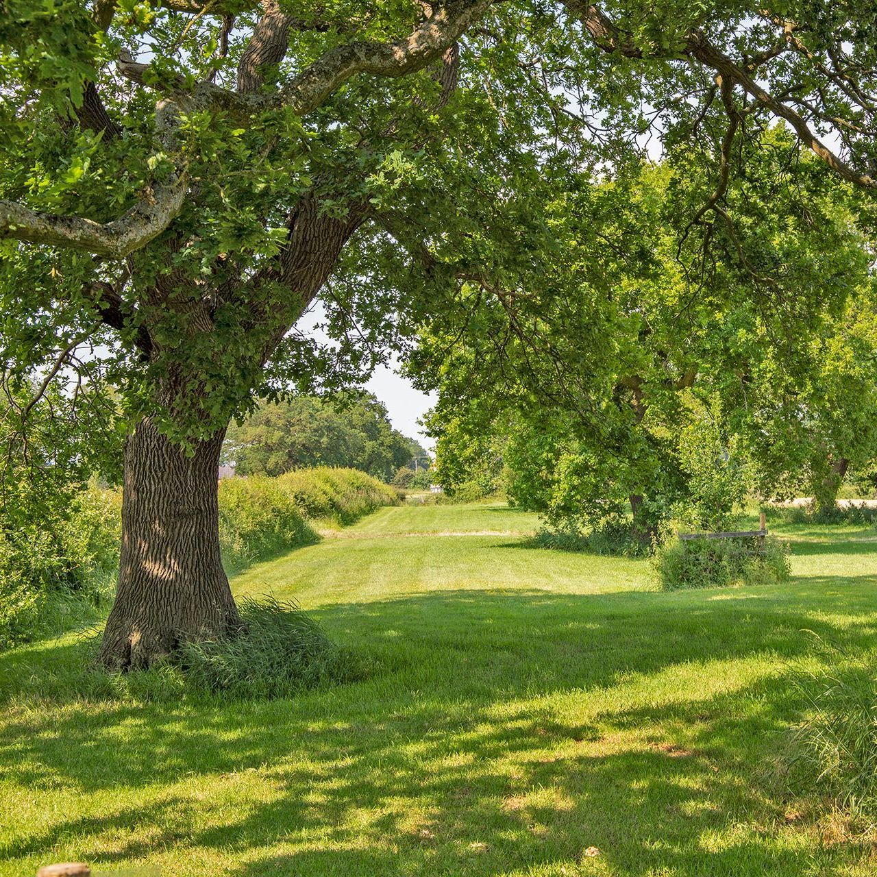 Oak Acre Avenue & great walks at Alkington Grange Barns Avenue of oaks in a field