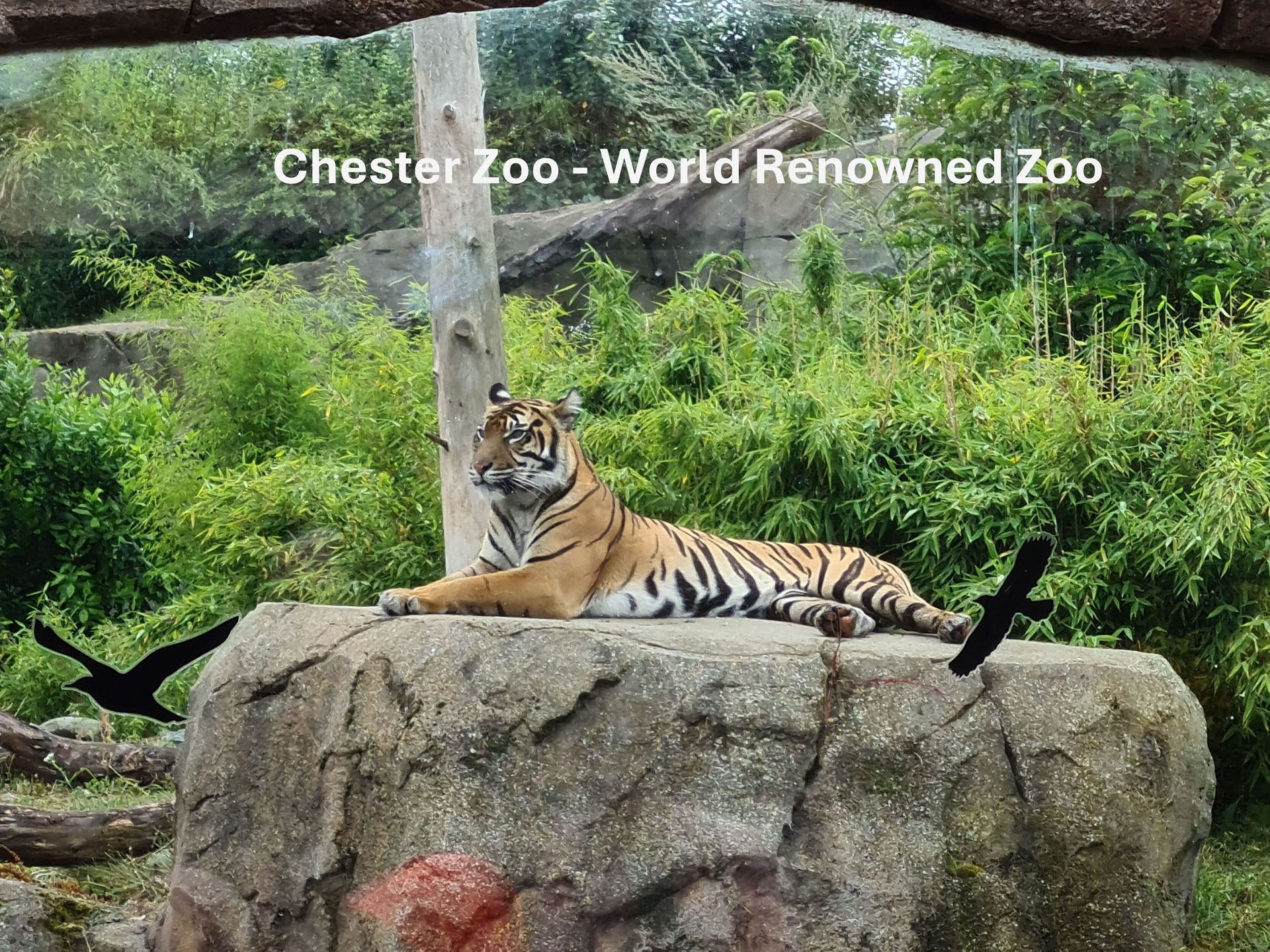 Tiger on a rock at Chester Zoo