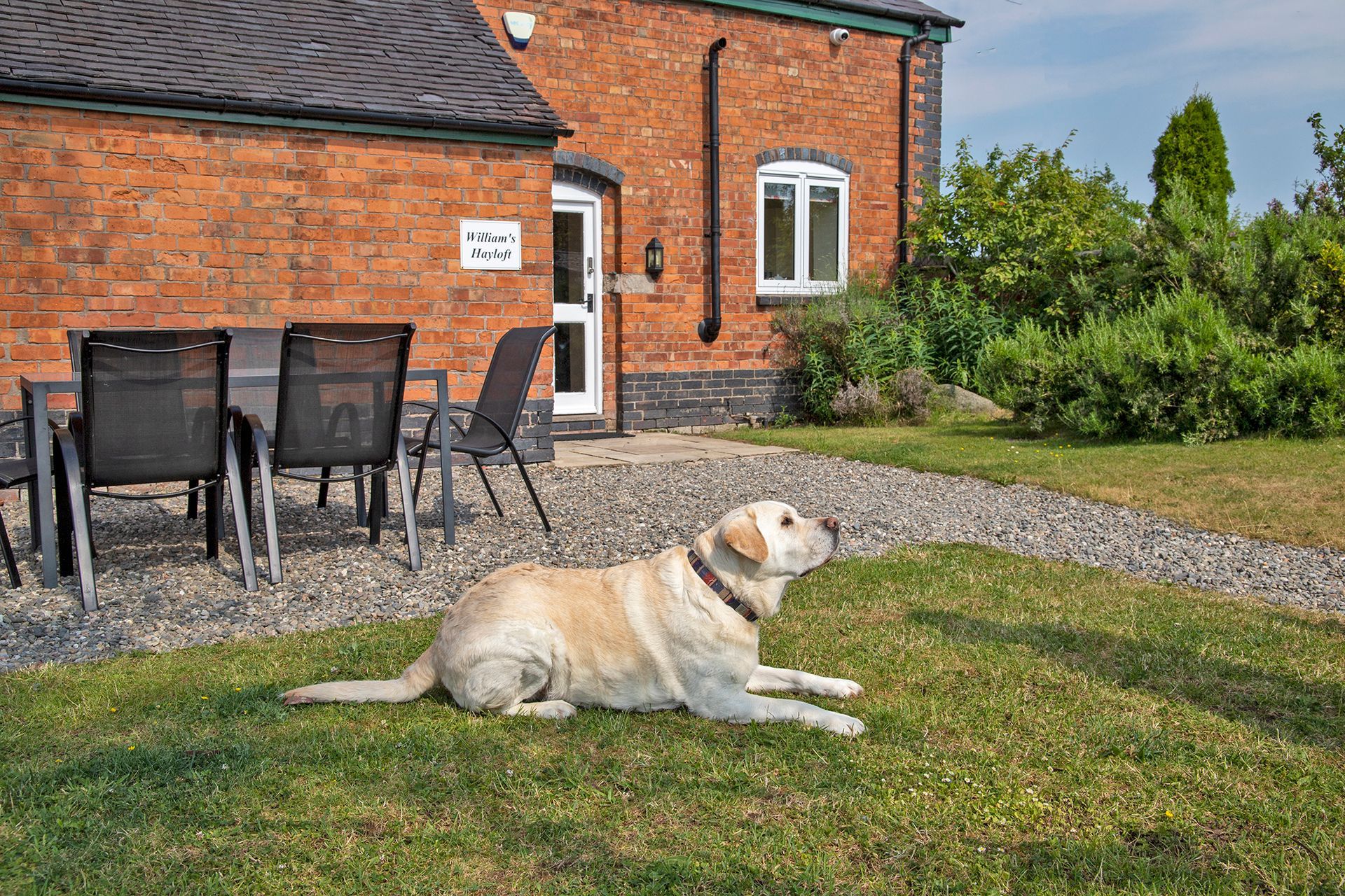 Golden Labrador in a garden 