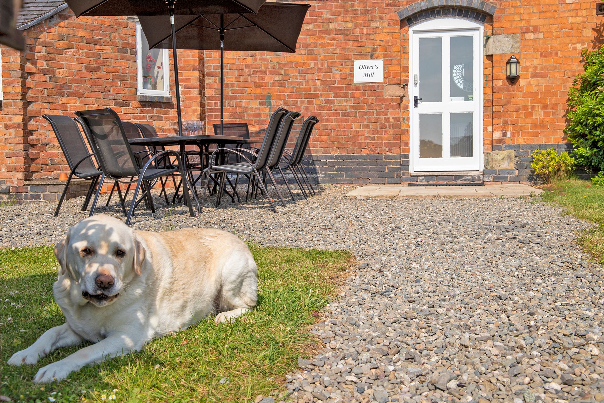 Labrador sitting in shade in Oliver's Mill garden