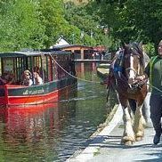 A shire horse towing a canal boat along
