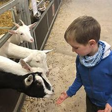 A little boy feeding 2 white goats