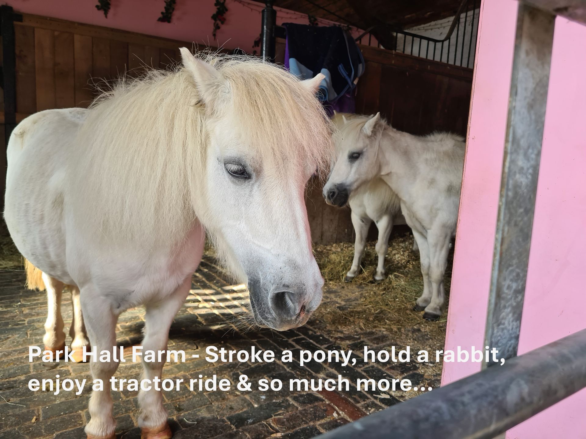 3 small white ponies