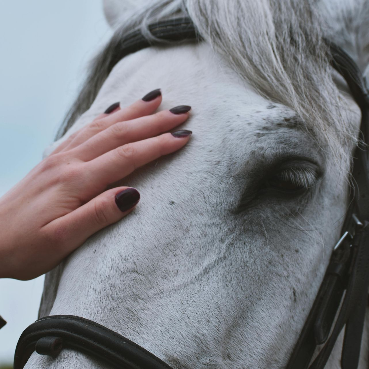 Spring bank Stables Grey Horses head being patted by a woman's hand