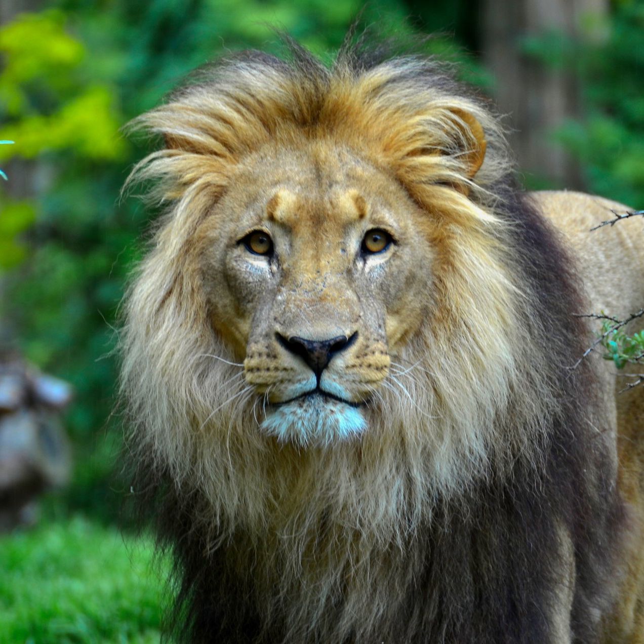 a Lion