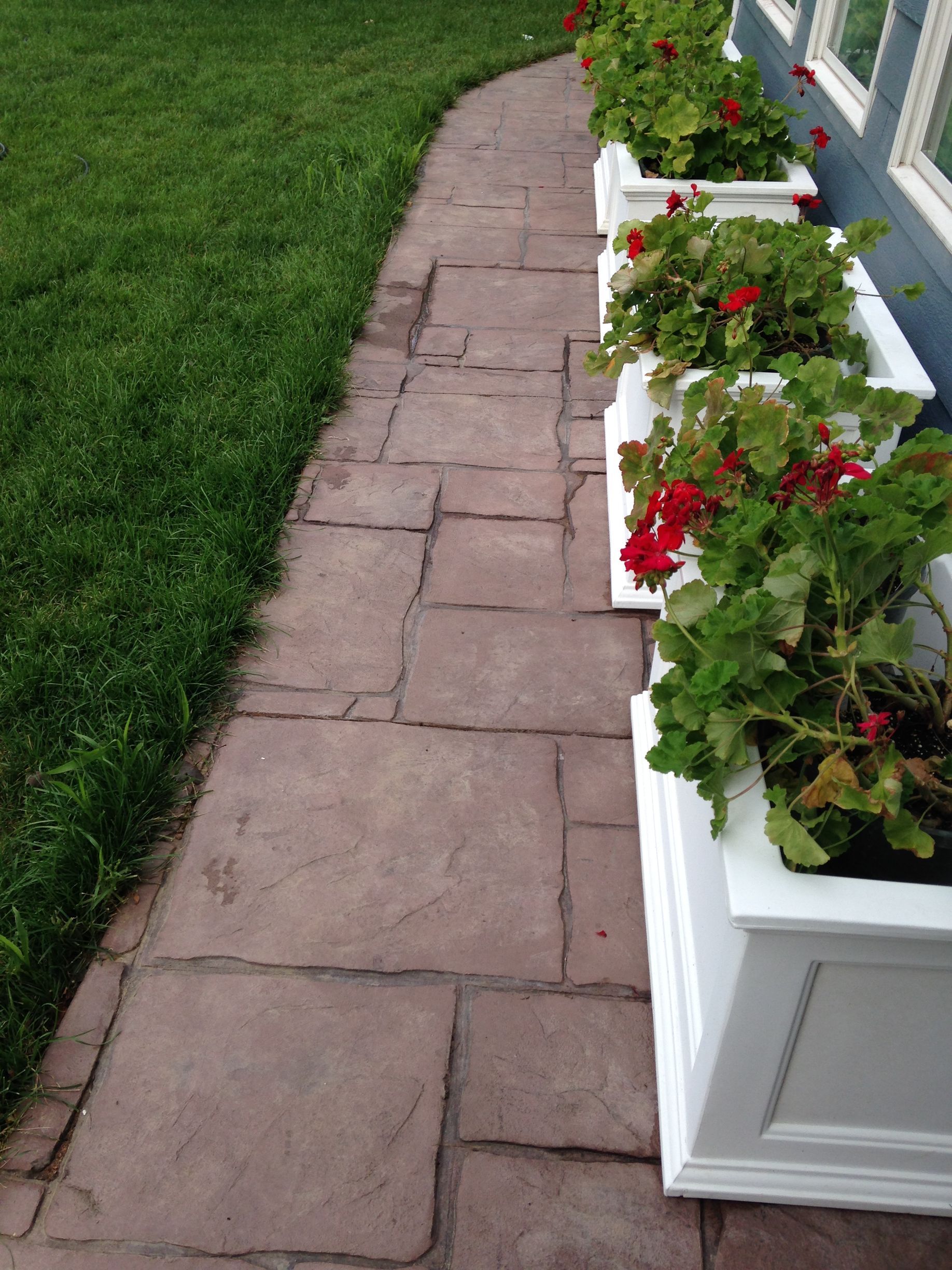 Stone walkway lined with white planters full of red geraniums, adjacent to green grass.