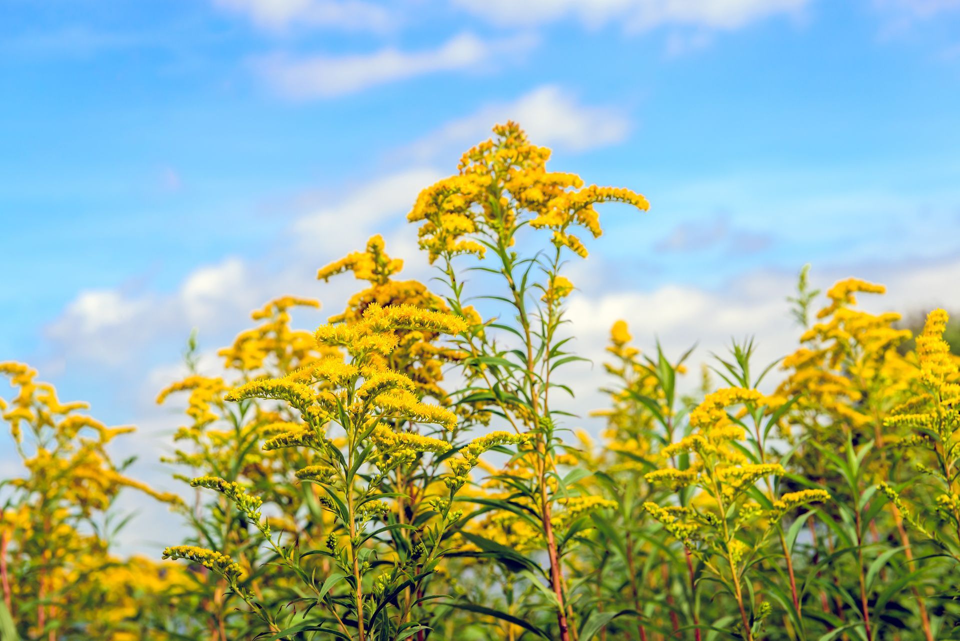 Goldenrod plants with yellow flowers against a blue sky with clouds.
