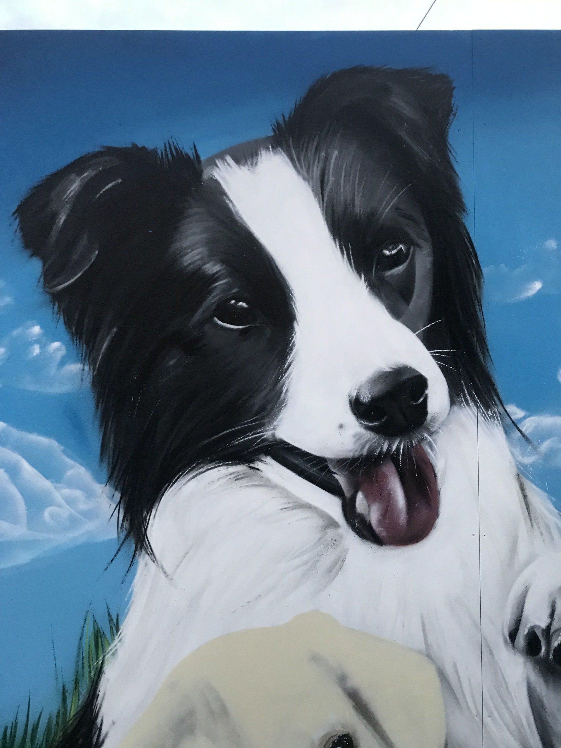 Border Collie