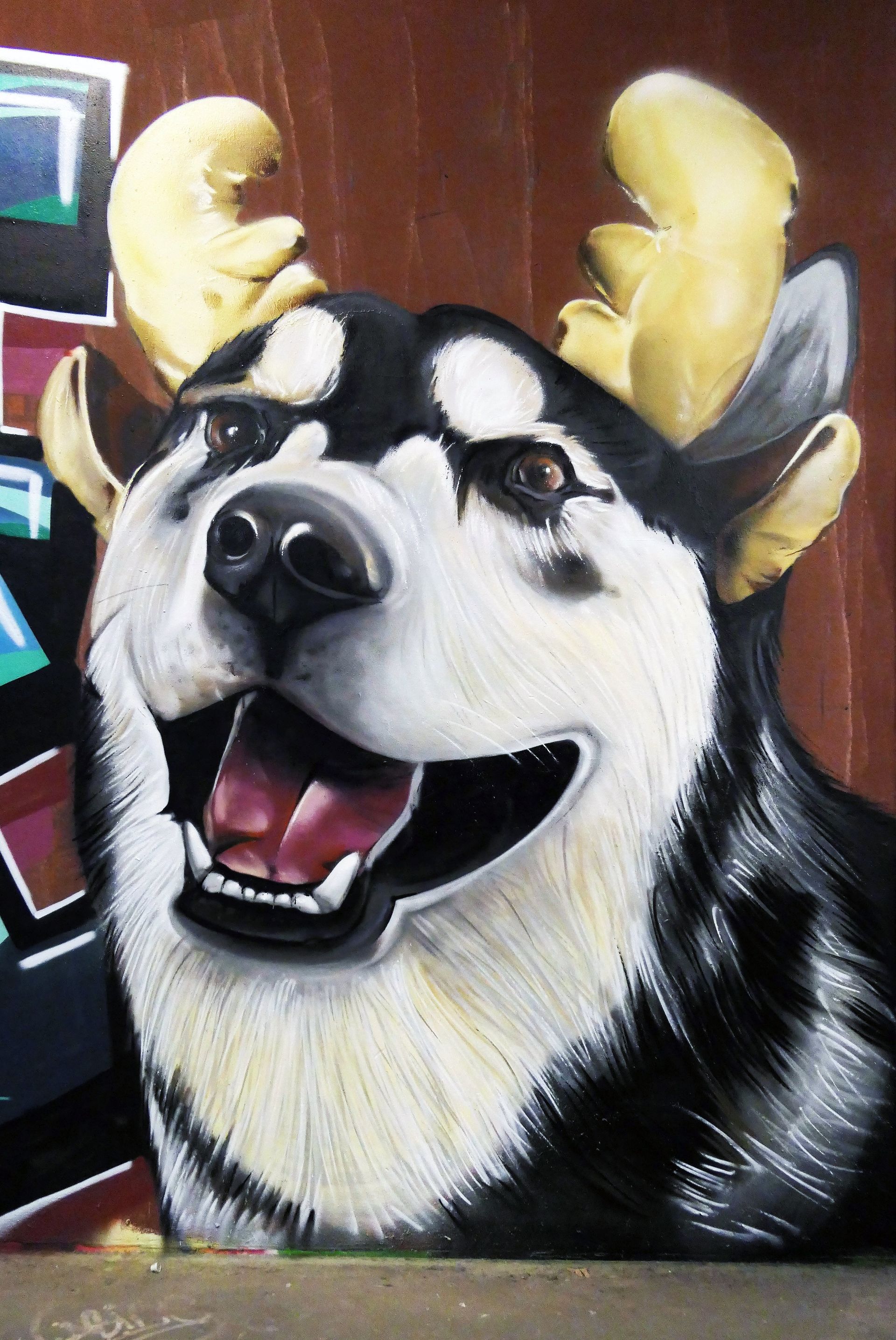 Aiki The Malamute