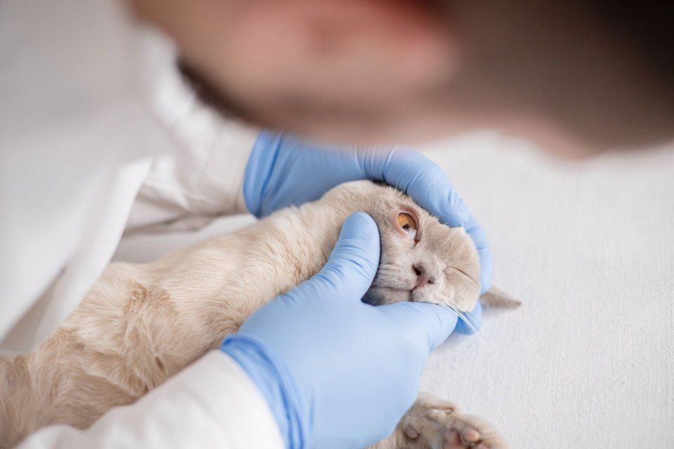 Controllo occhio gatto