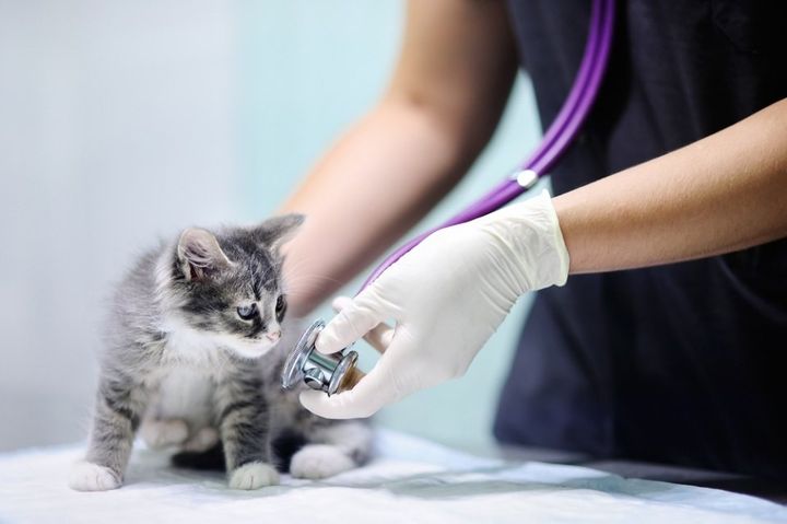 Visita a gatto