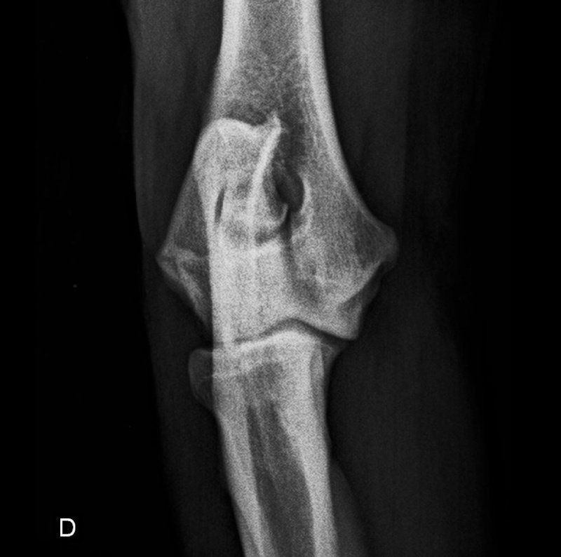 Radiografia zampa