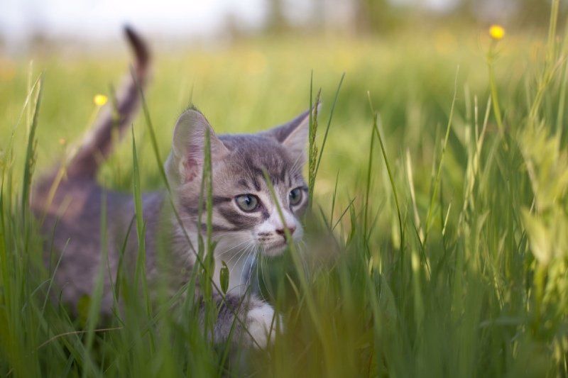 Gattino nel prato
