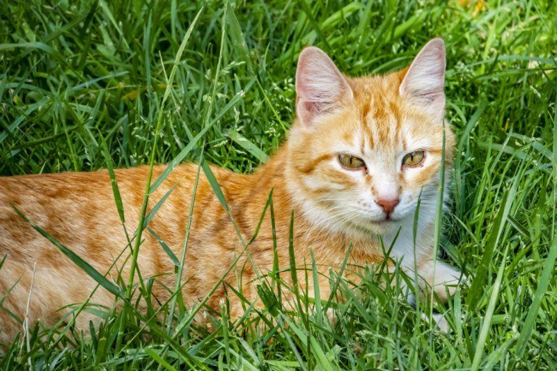 Gatto nel prato