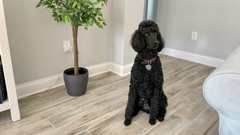 Cane in casa