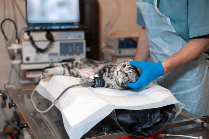 Visita a gatto