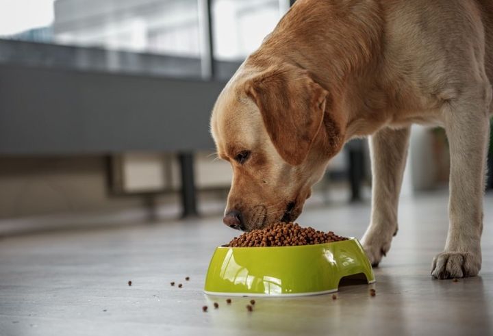 Alimentazione cane