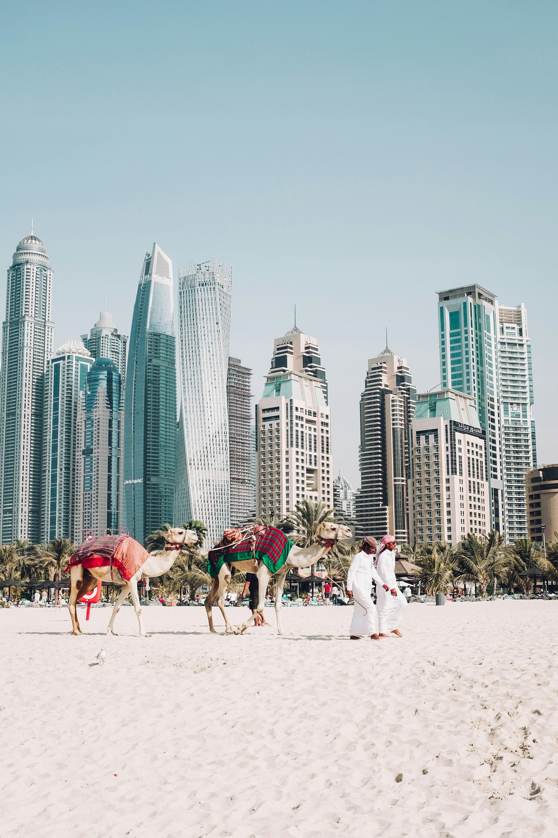 Dois camelos estão andando em uma praia em frente ao horizonte de uma cidade.