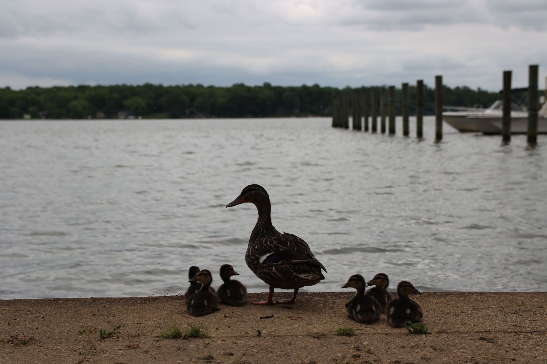 Duck with ducklings on a lakeshore near a dock under cloudy skies