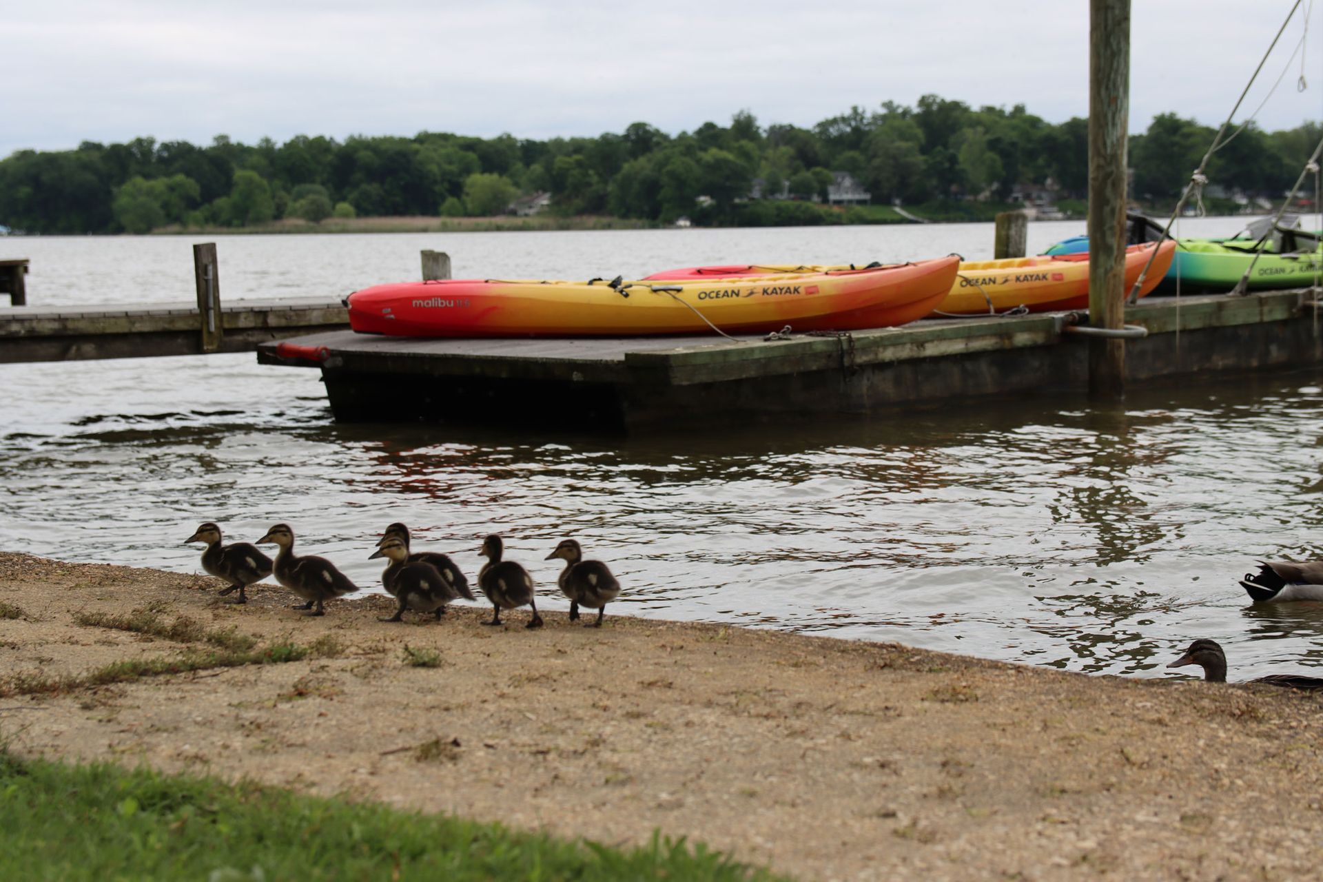 Ducklings on a sandy riverbank beside colorful kayaks moored on calm water.