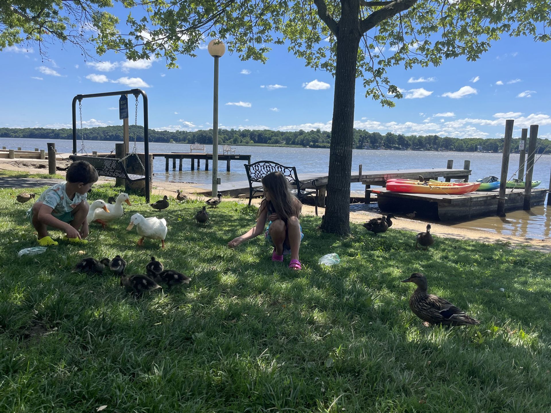 People and dogs on a grassy lakeside park with a dock and kayaks under a sunny blue sky