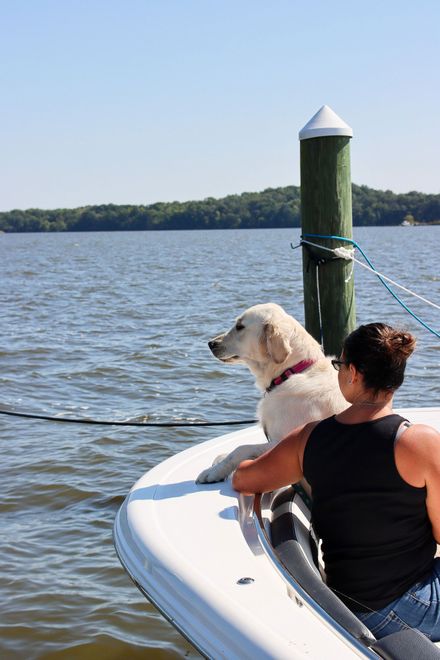 Person and white dog on a paddleboard by a lake, with a rope and post in the foreground.