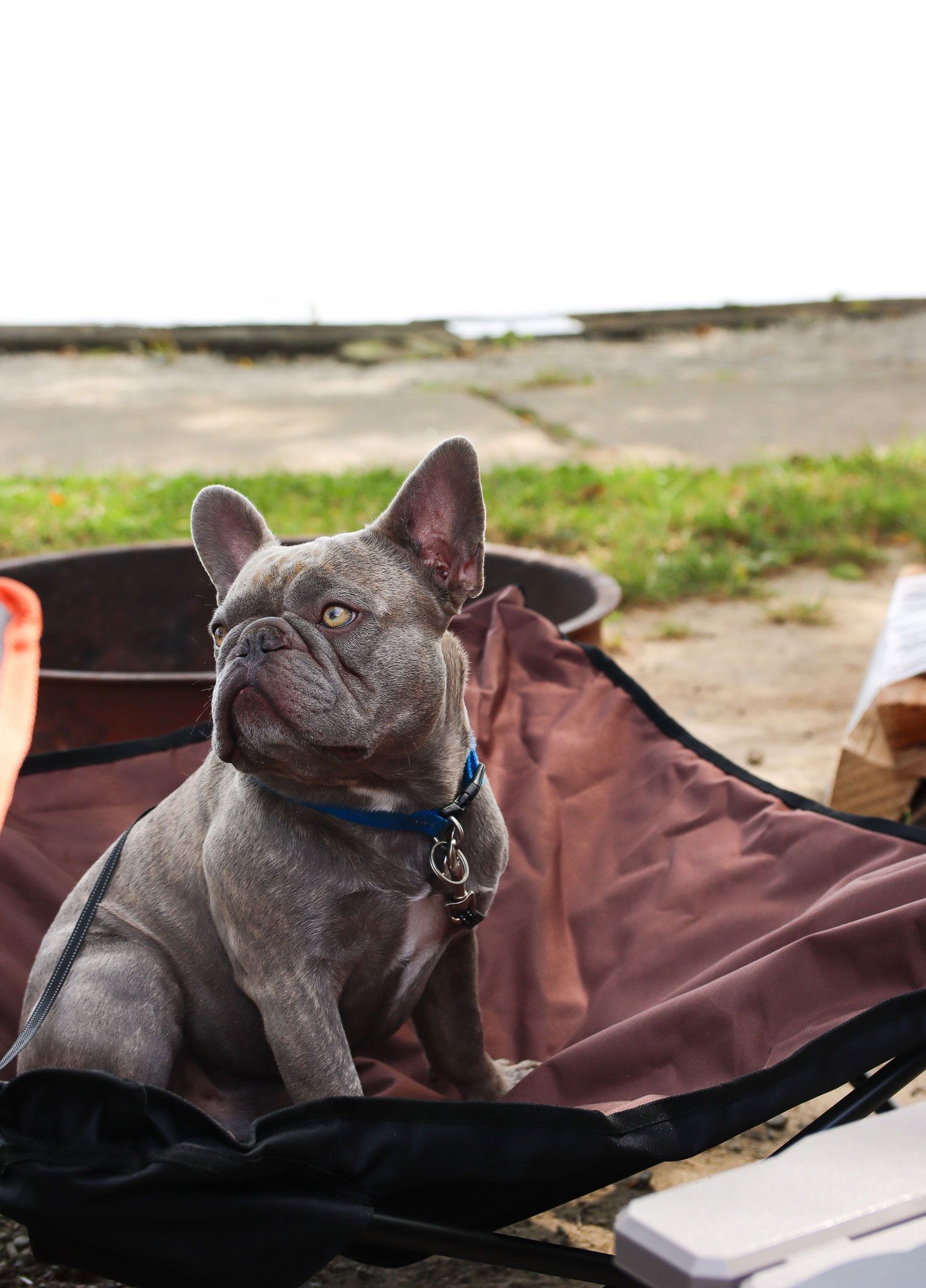 Gray French bulldog sitting in a brown bag outdoors on a patio