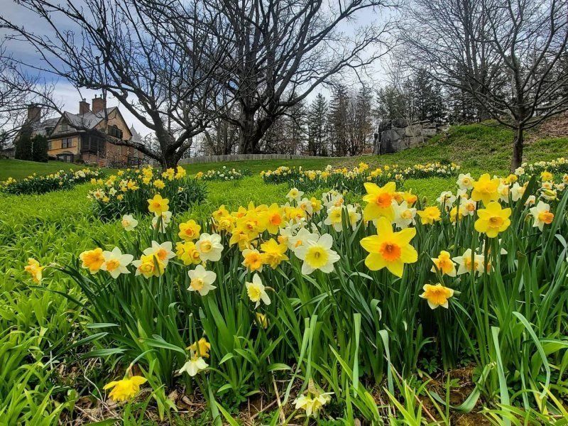 Daffodils blooming in a grassy field with leafless trees and a house in the background