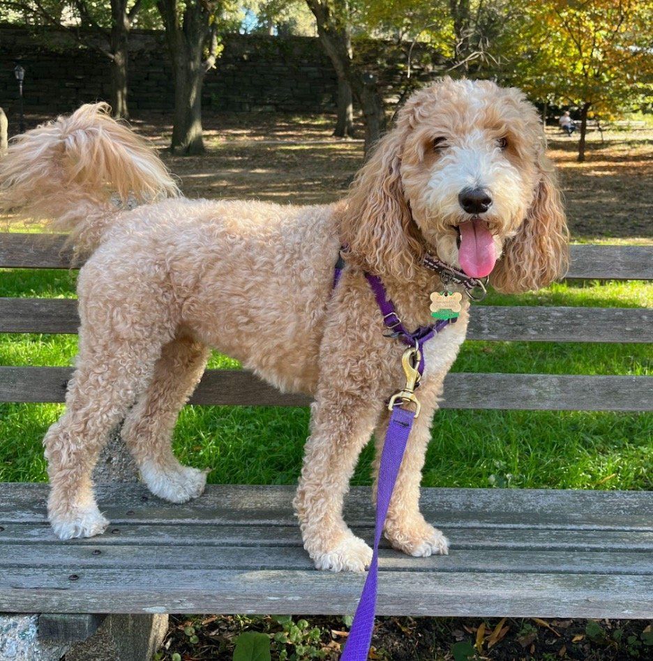 Curly tan dog with purple leash sitting on a wooden bench in a park, tongue out and tail wagging