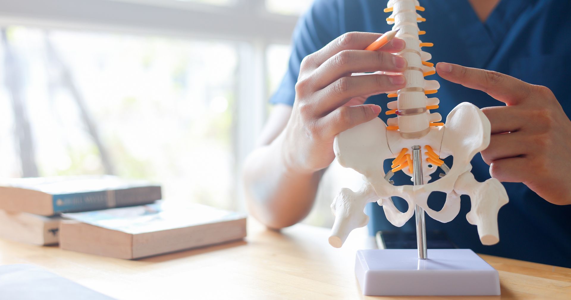Doctor holding lumbar spine and pelvis anatomical model demonstrating spine anatomy.
