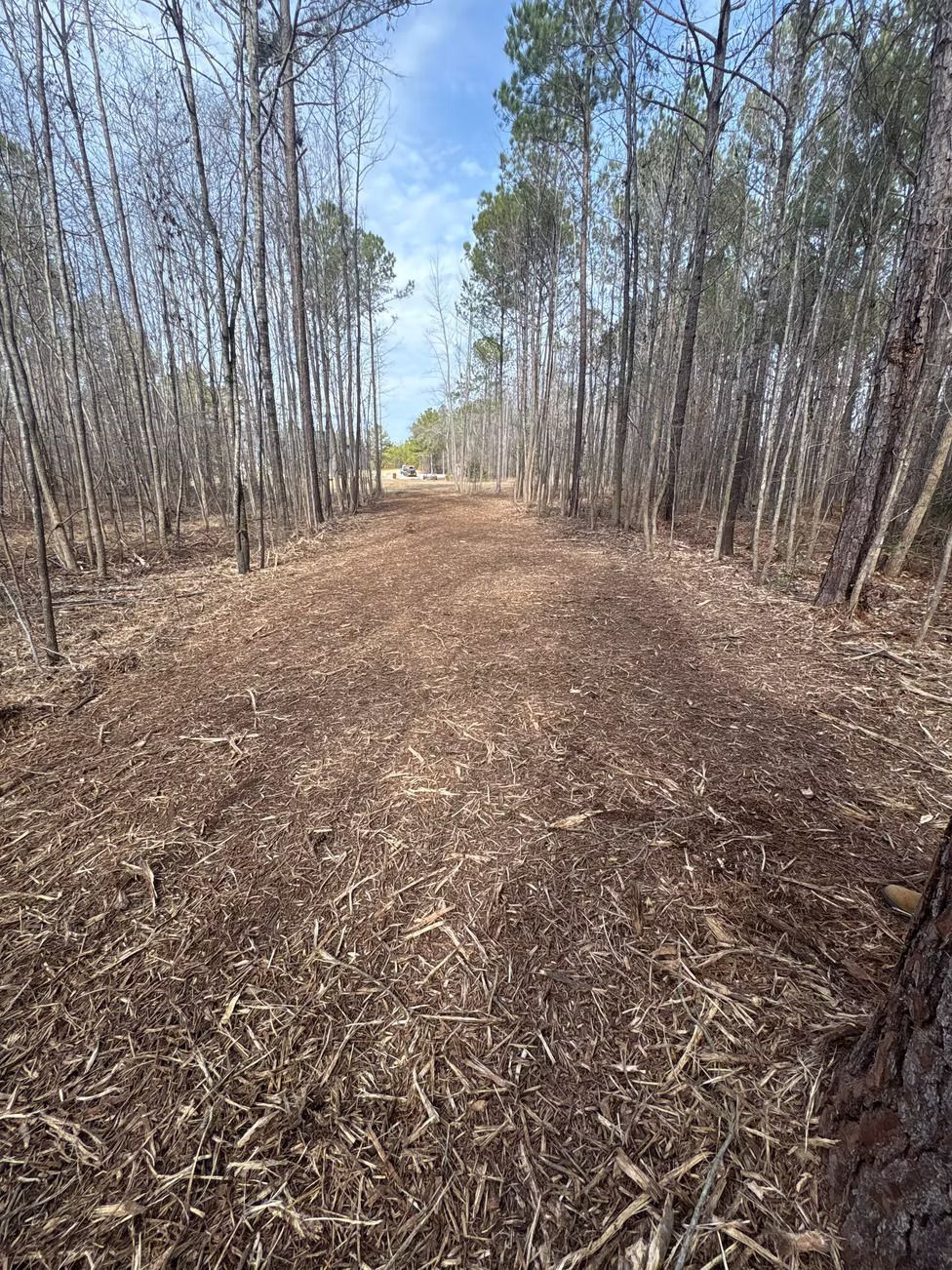 Path through a forest, covered in mulch. Tall trees on both sides, blue sky above.