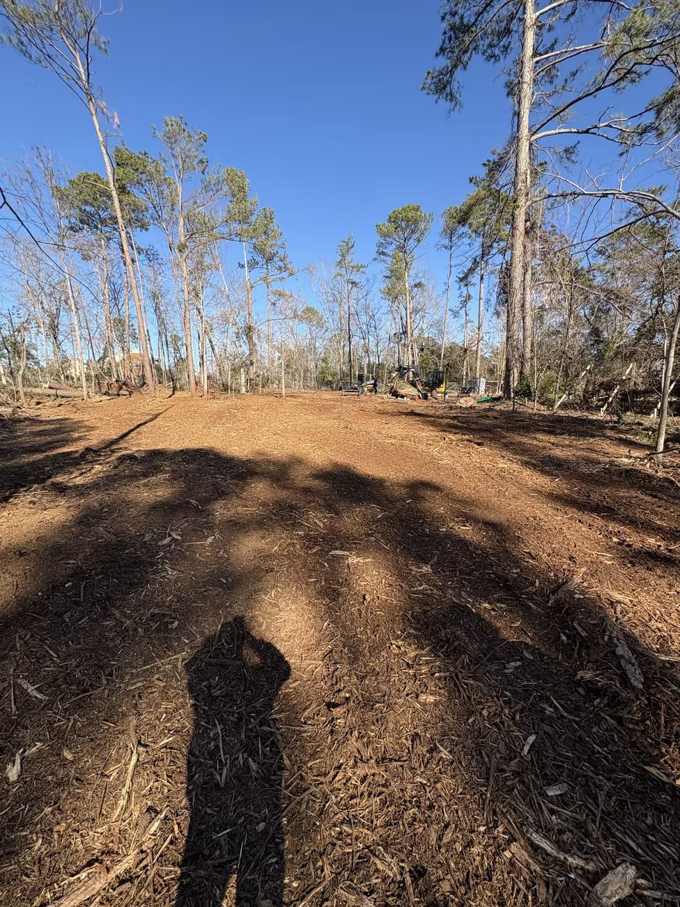 Clearing in a forest. Brown ground covered with wood chips; tall trees under a blue sky.