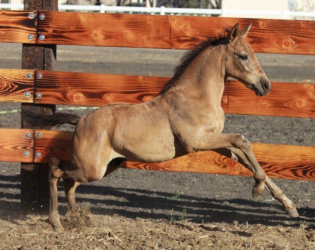 Horse Breeders Murrieta, CA