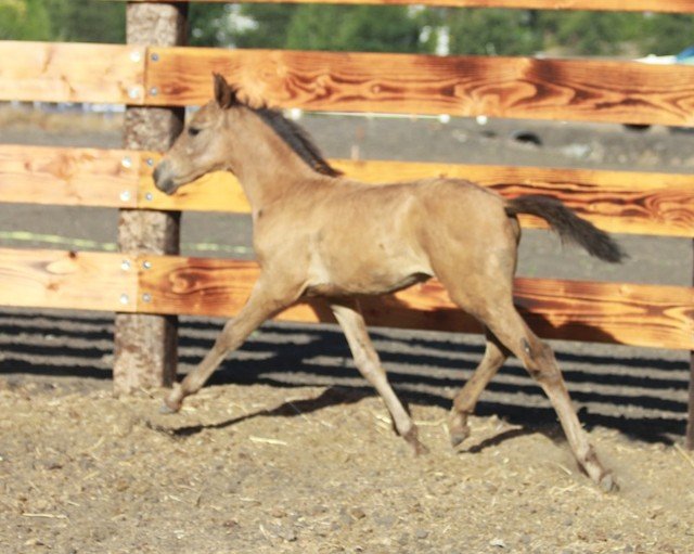 Horse Breeders Murrieta, CA