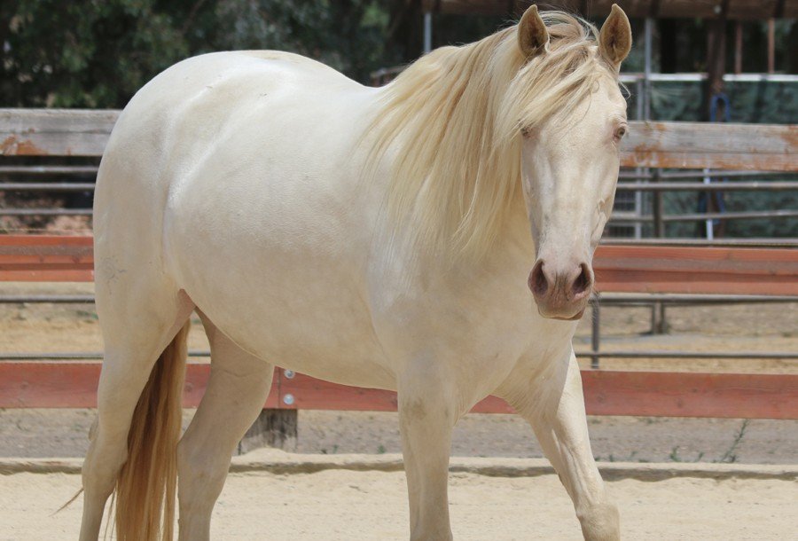 Horse Breeders Murrieta, CA