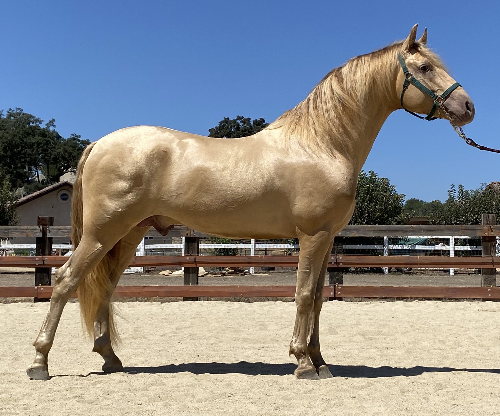 Breeding Andalusian Horses/Murrieta, CA