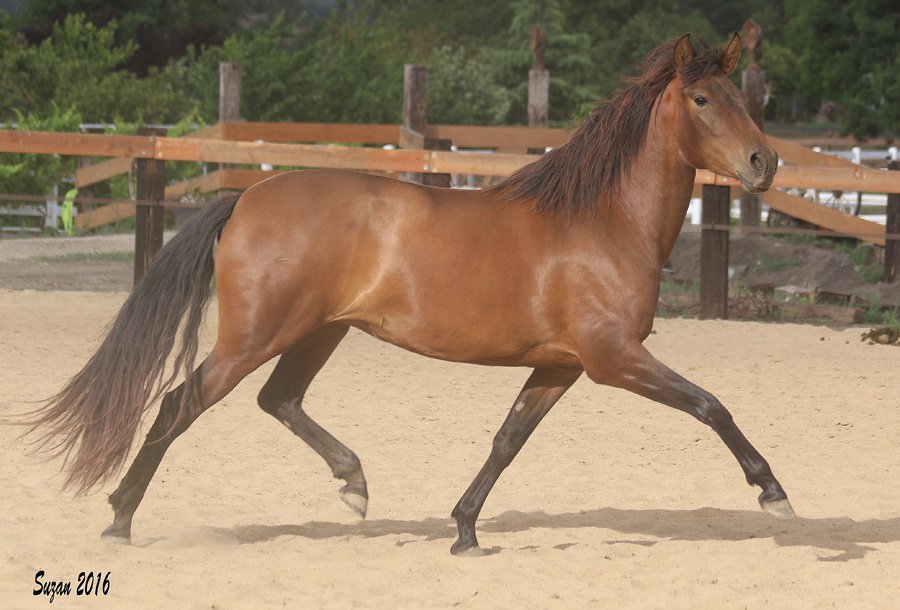 Horse Breeders Murrieta, CA