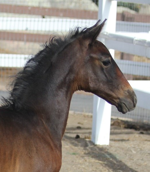 Horse Breeders Murrieta, CA
