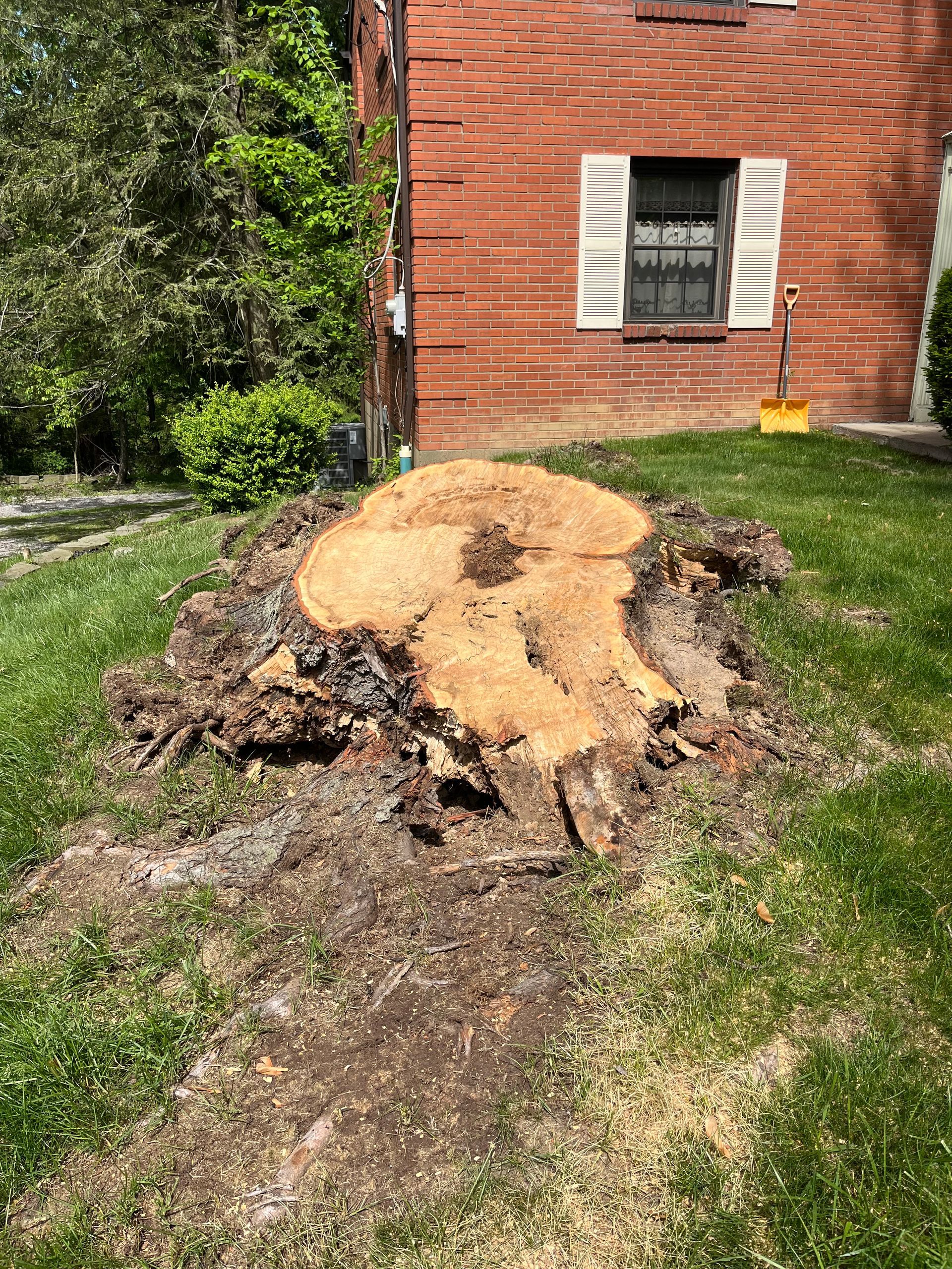 Large tree stump in a yard beside a brick house, with fresh sawdust and exposed roots.