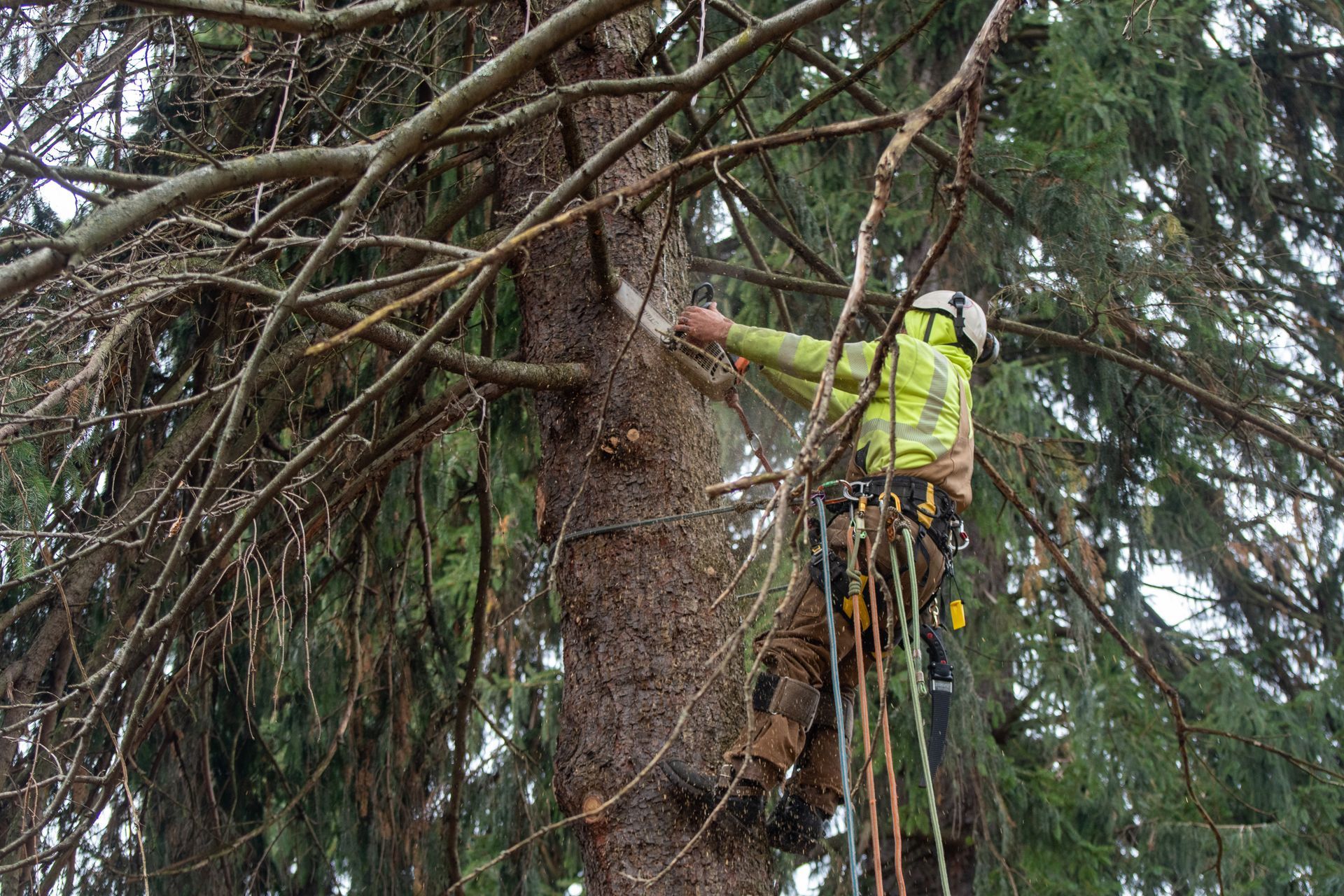 Worker in a high-visibility jacket and safety harness trimming tree branches on a tall pine tree.