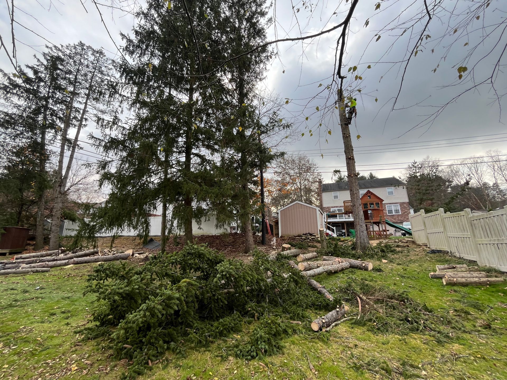 Debris-strewn yard with fallen trees, grass, and houses in the background under an overcast sky