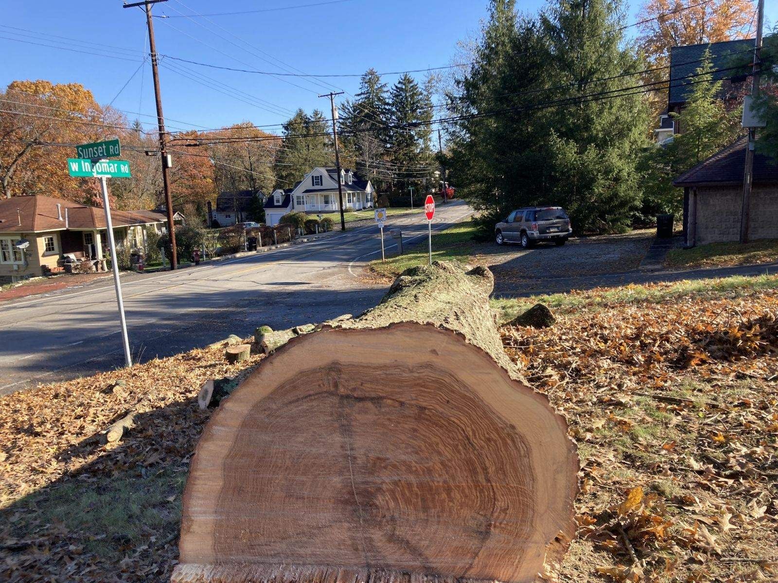 Freshly cut tree stump on a leaf-covered suburban street corner in autumn