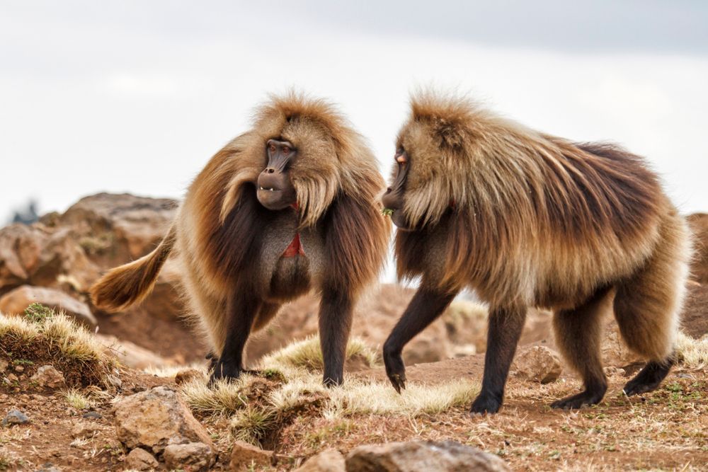 Tips for First Time Travelers to Africa