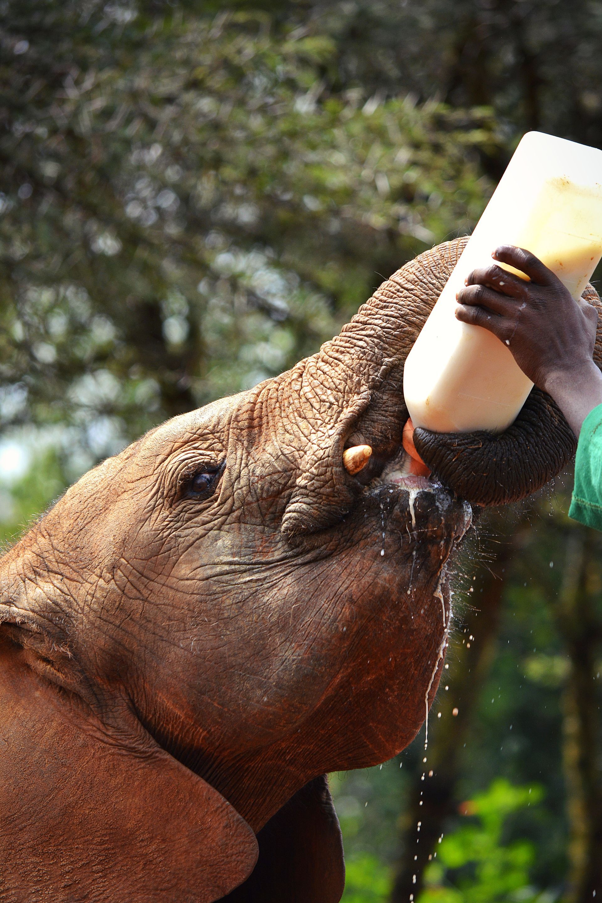 Nursing a Baby Elephant at the David Sheldrick Elephant Center in Kenya