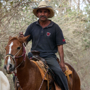 Man in a straw hat riding a brown horse on a wooded trail