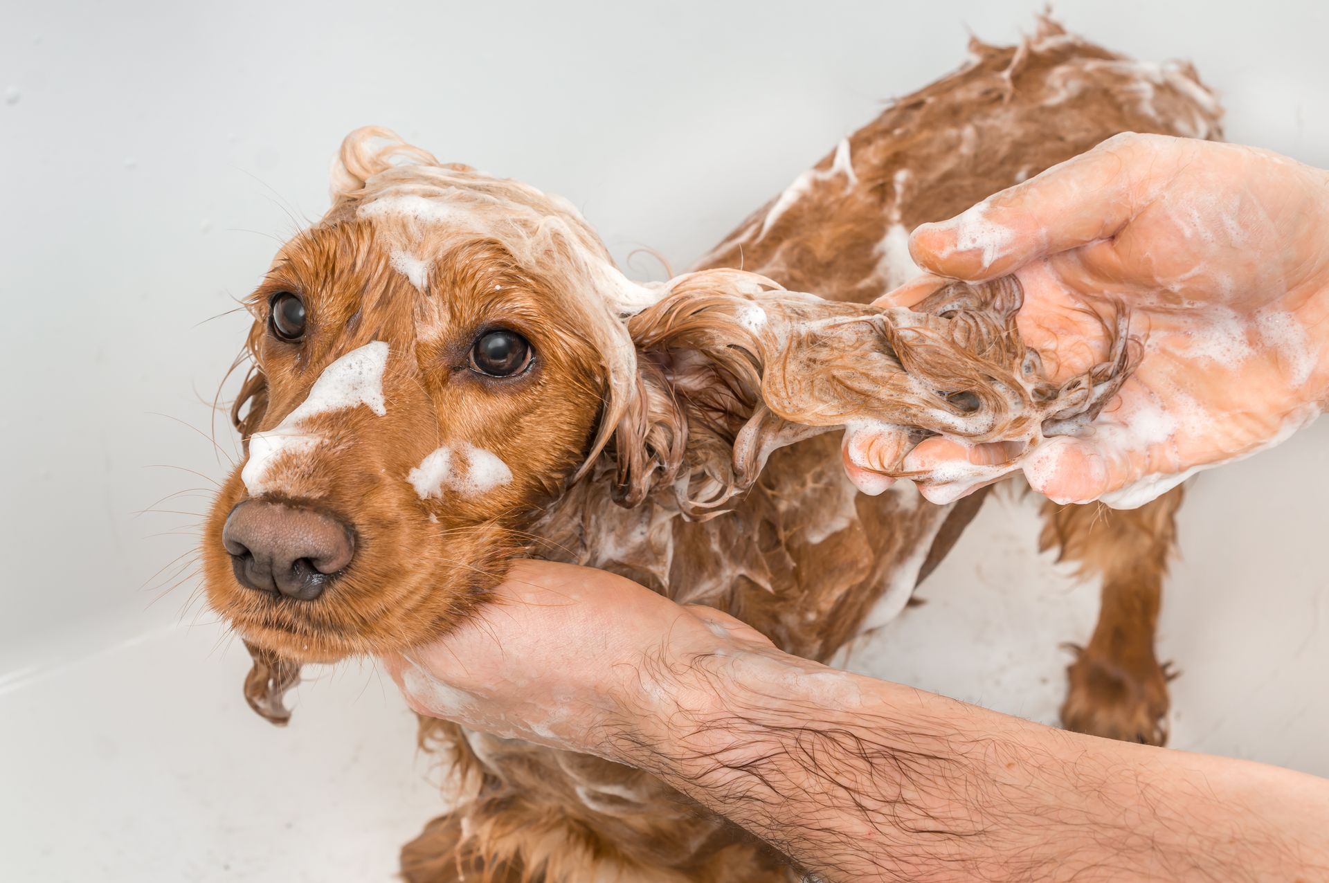 English cocker spaniel dog taking a shower with shampoo, soap and water in a bathtub.