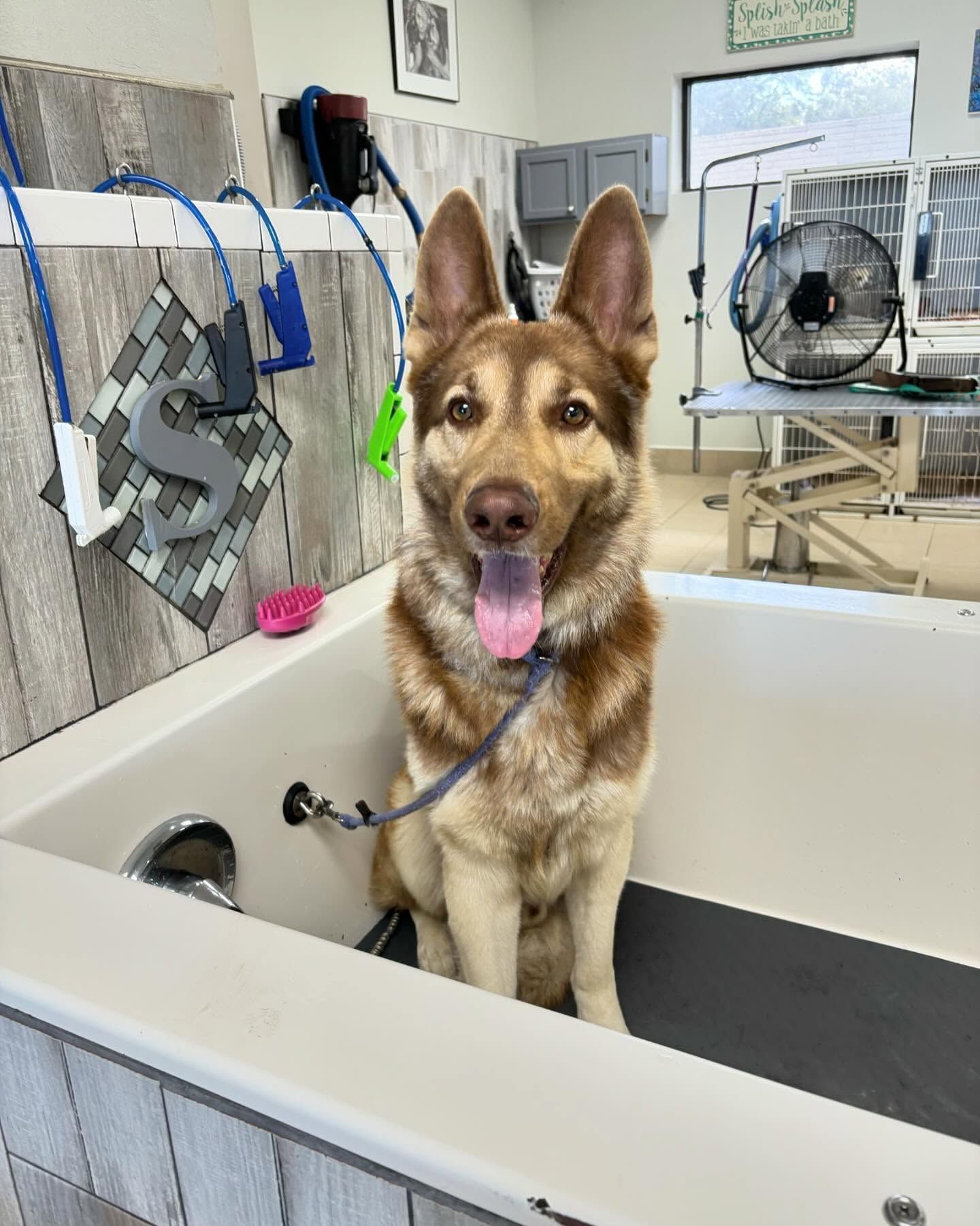 A dog is sitting in a bathtub with its tongue hanging out.