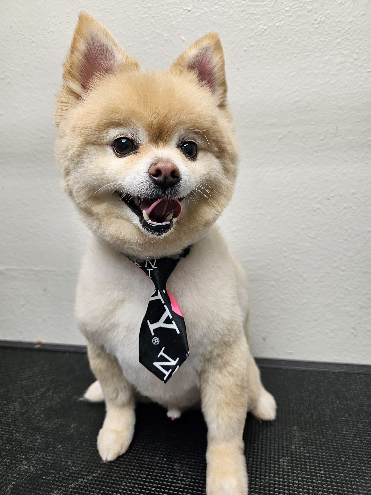 A dog wearing a bandana is sitting at a desk