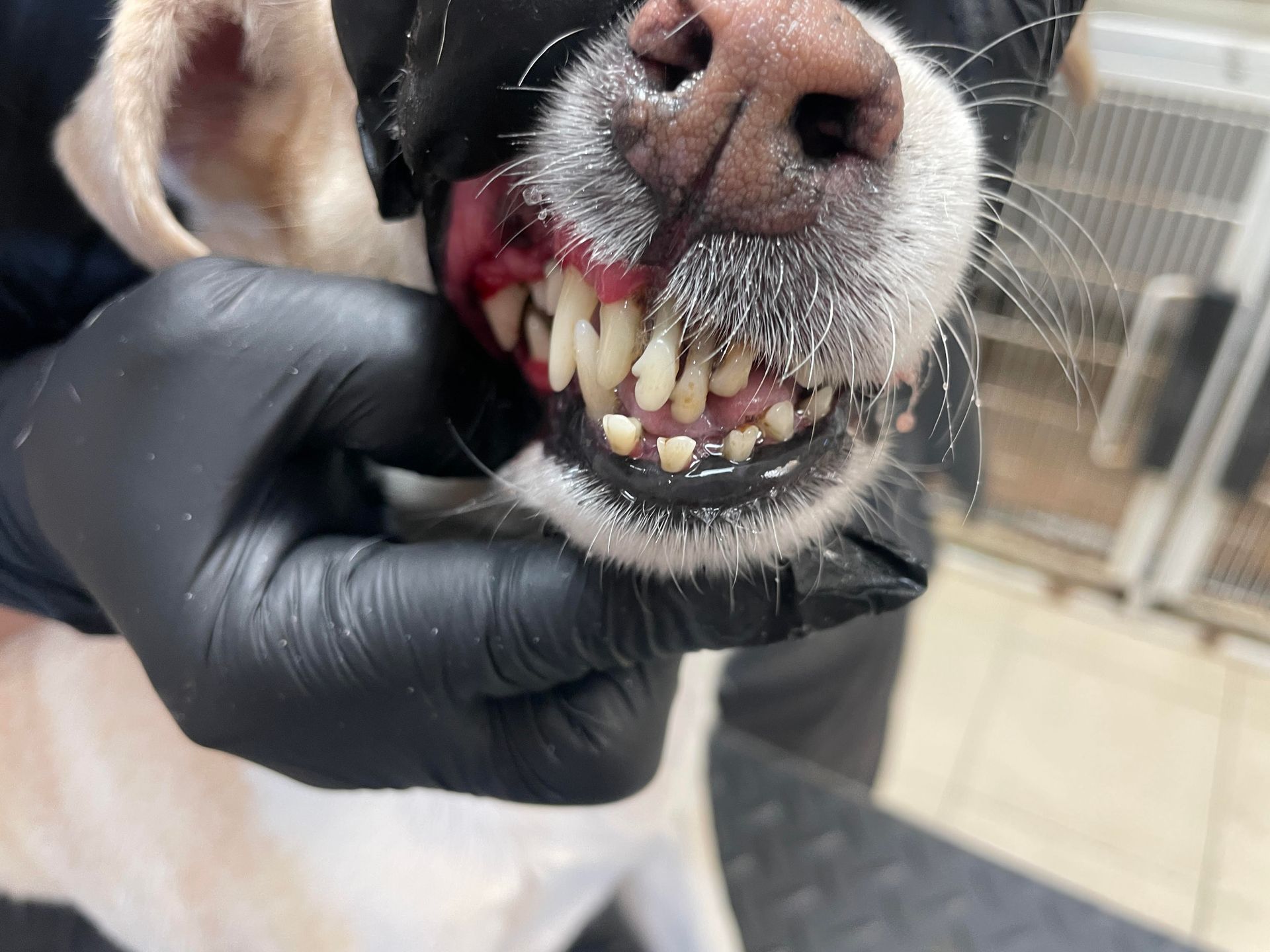 Close-up of a dog's mouth, showing clean teeth and gums. A person in black gloves holds the dog's mouth open.