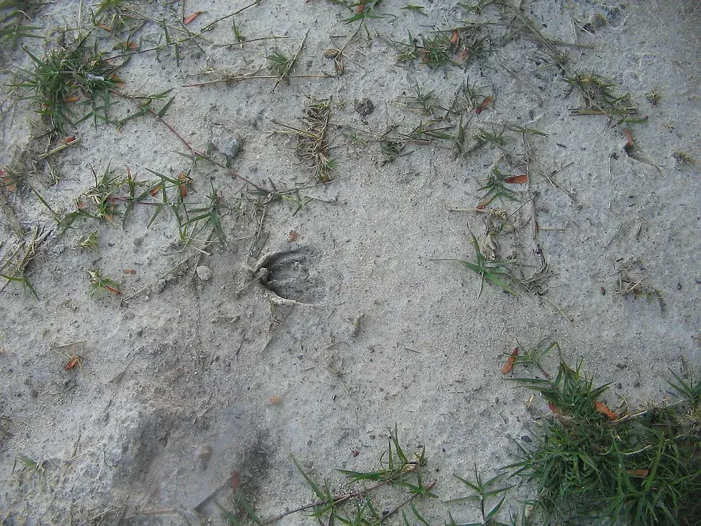 There is a footprint in the sand surrounded by grass.